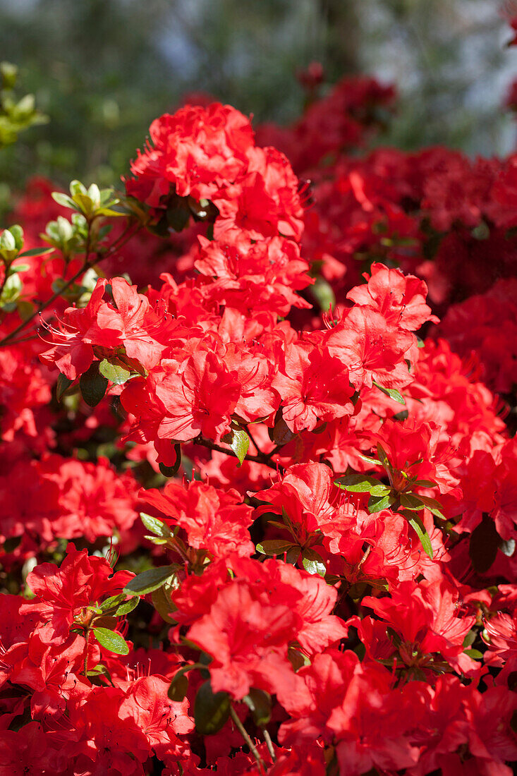 Rhododendron simsii 'Northern Lights