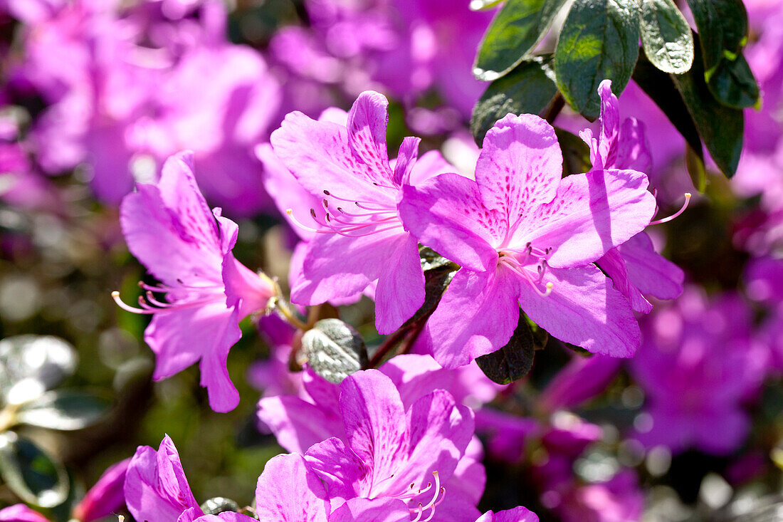Rhododendron obtusum 'Malvatica'