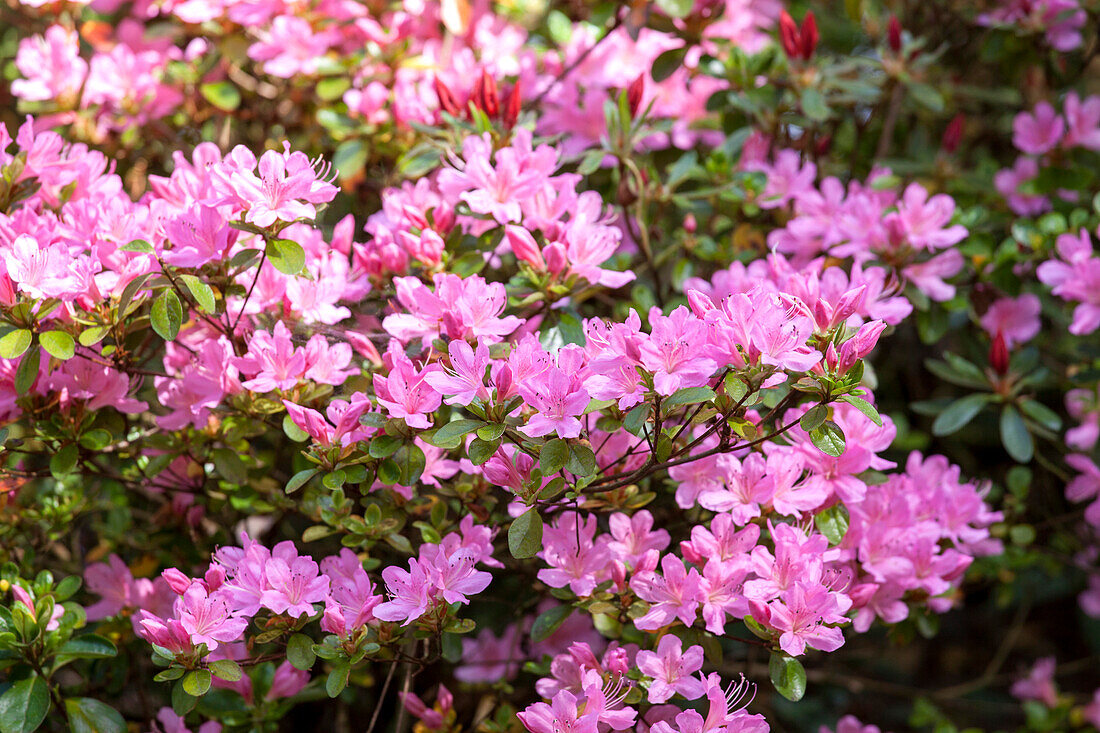 Rhododendron 'Vuyk's Rosyred'