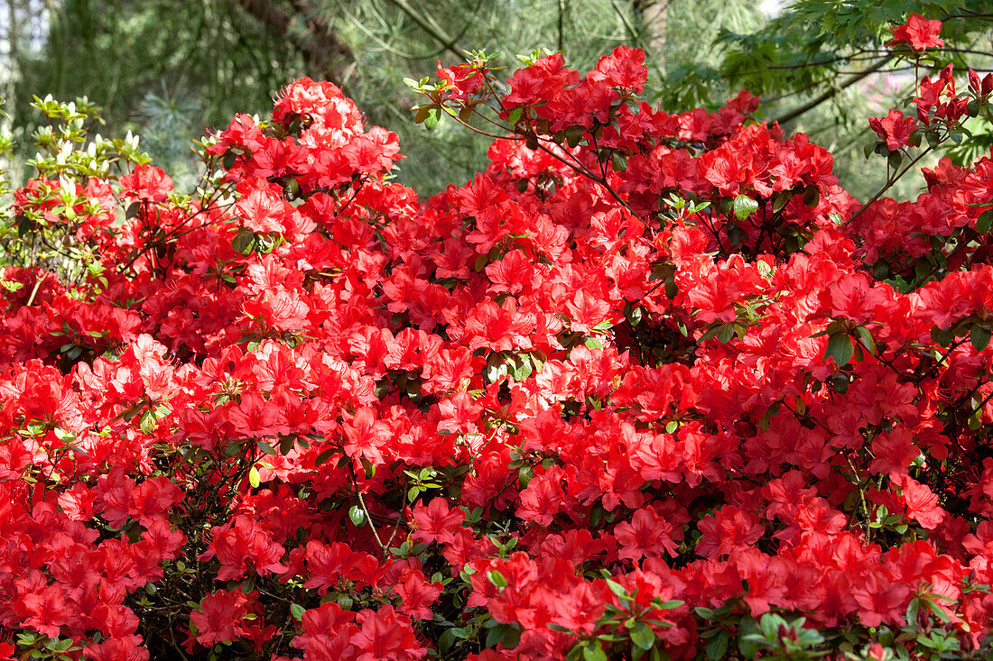 Rhododendron simsii 'Nordlicht'