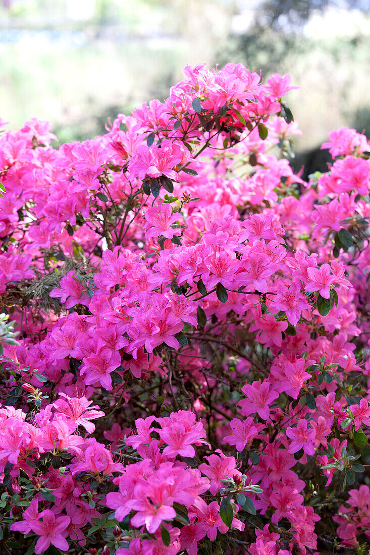 Rhododendron obtusum 'Kermesina'