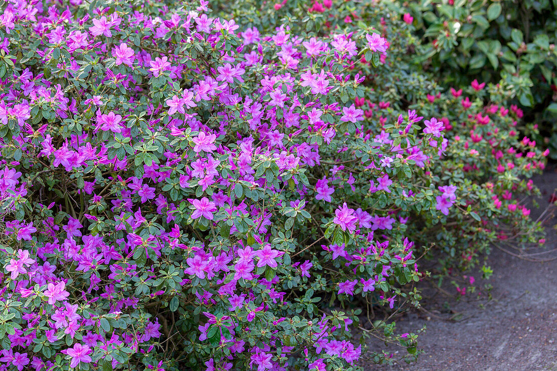 Rhododendron obtusum 'Malvatica'