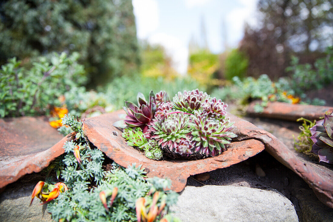 Sempervivum