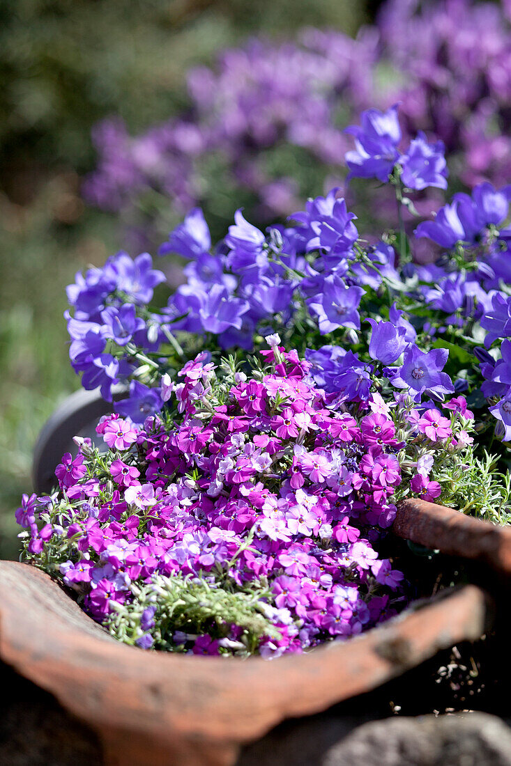 Campanula portenschlagiana, Pulsatilla vulgaris 