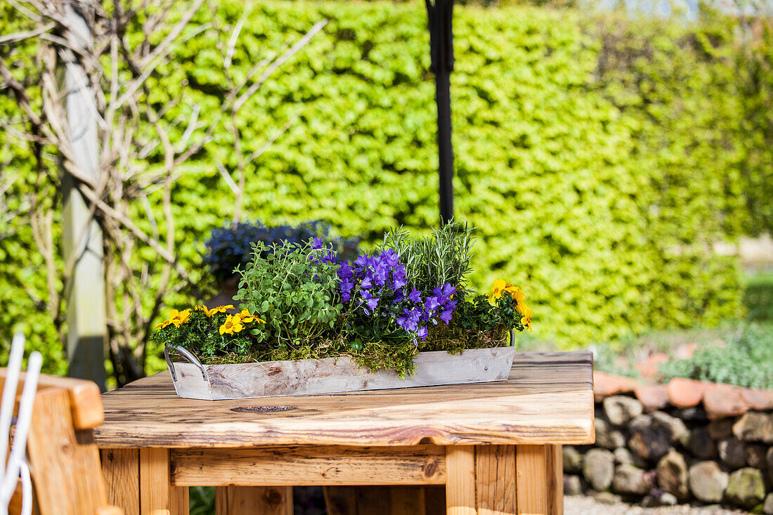 Campanula, Bidens, Thymus, Rosmarinus