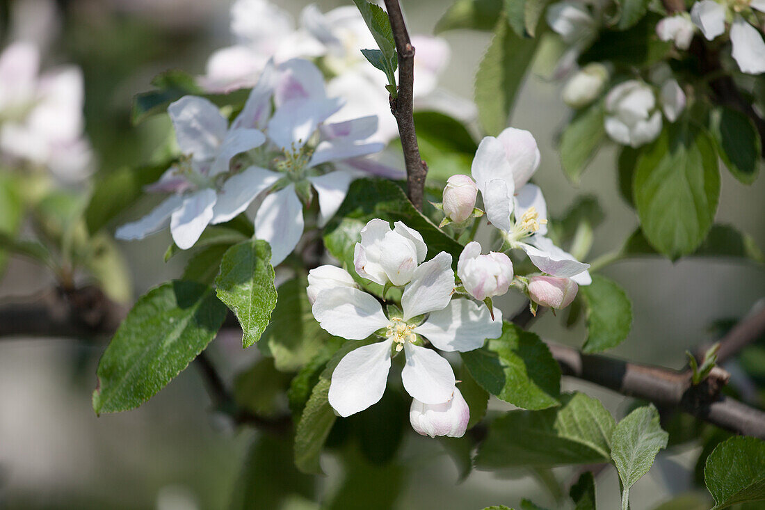 Braeburn