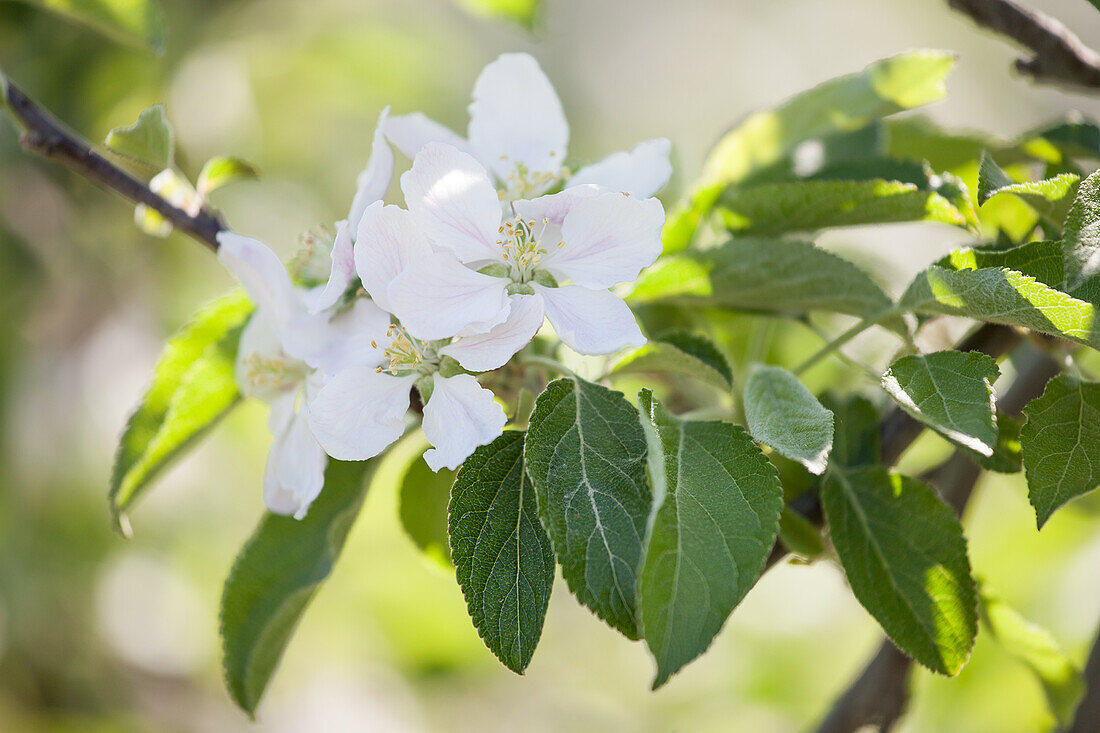 Braeburn