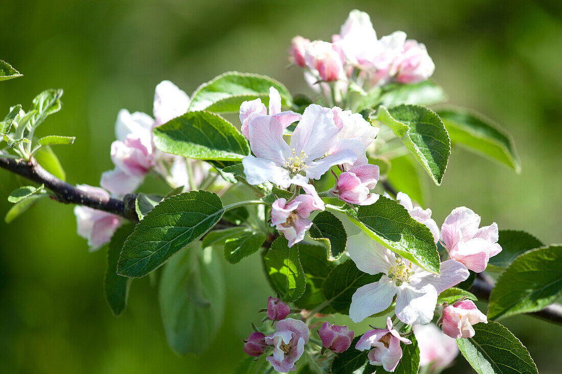 Malus domestica 'Braeburn'