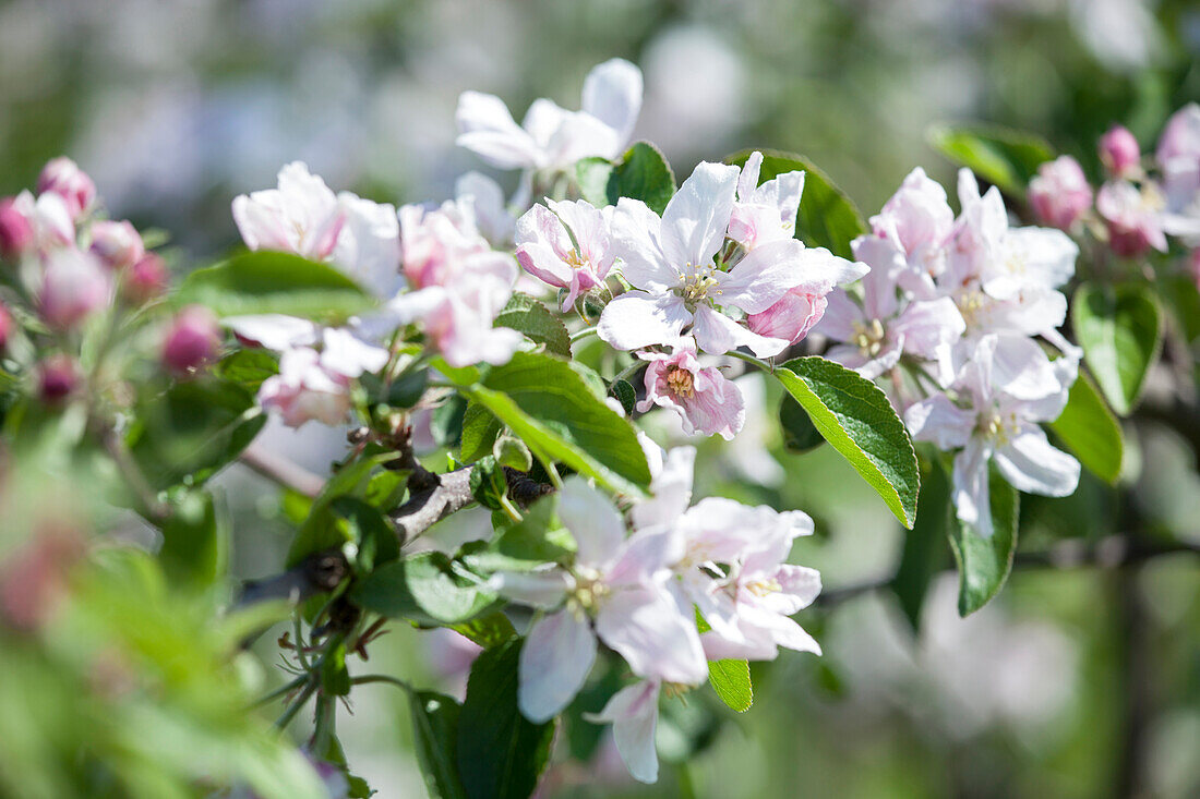 Malus domestica 'Braeburn'