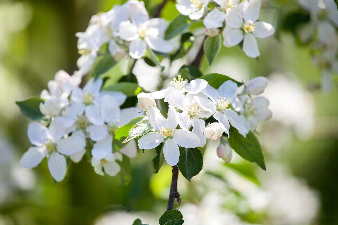 Malus domestica Braeburn