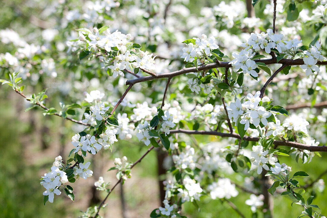 Malus domestica