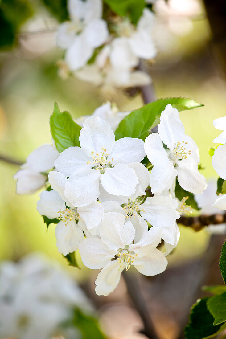 Malus domestica