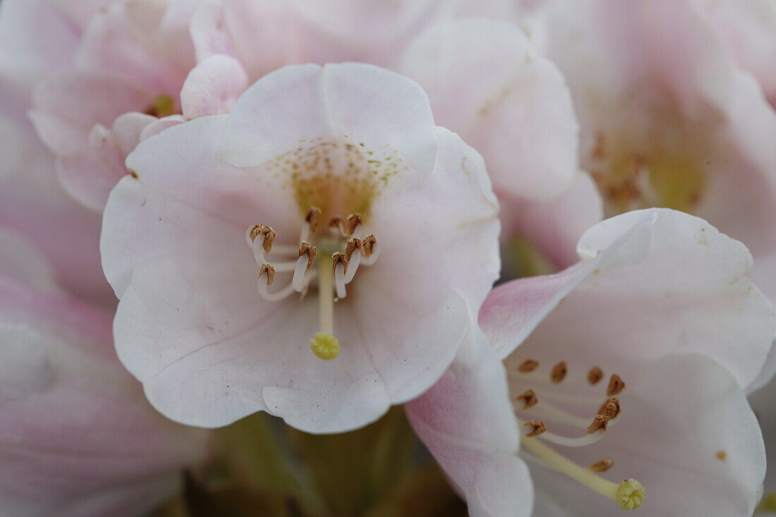 Rhododendron pachysanthum 'Silbervelours'