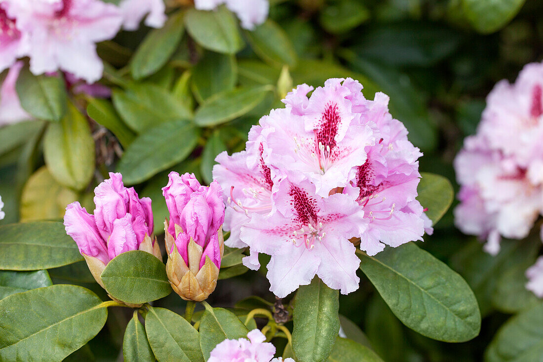 Rhododendron 'Progrès'