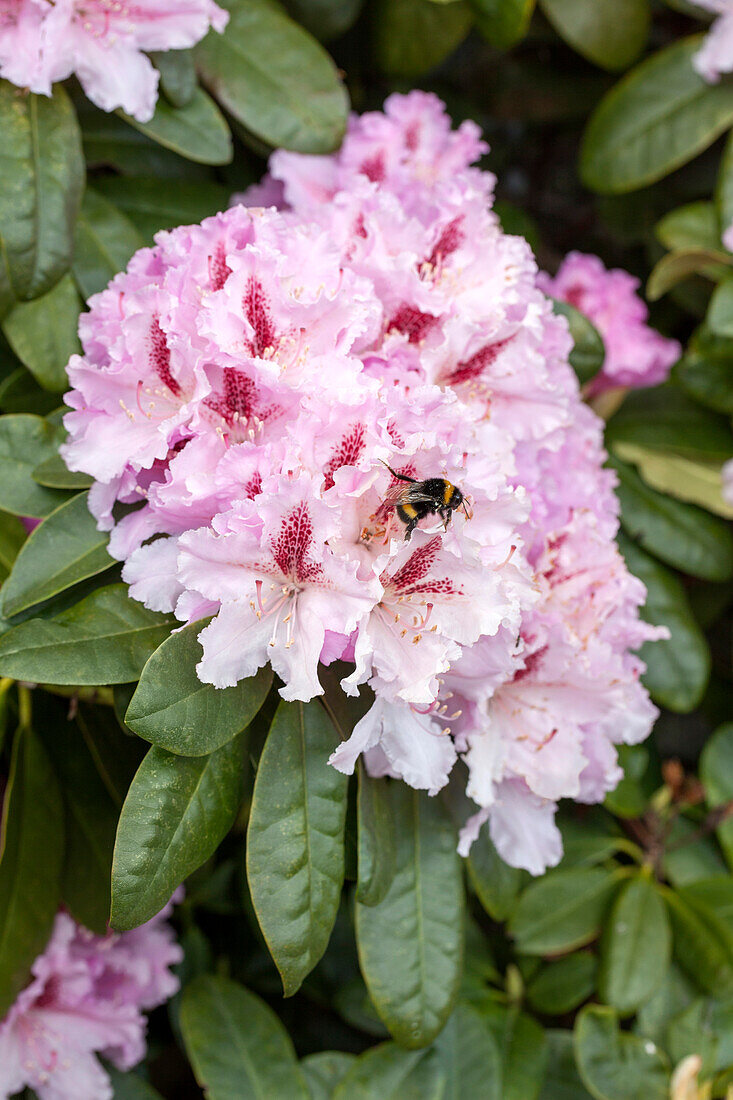 Rhododendron Progrès