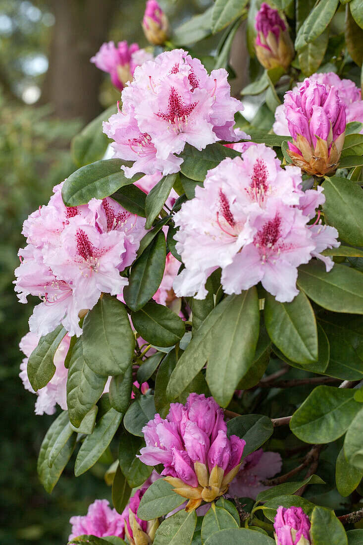 Rhododendron 'Progrès'