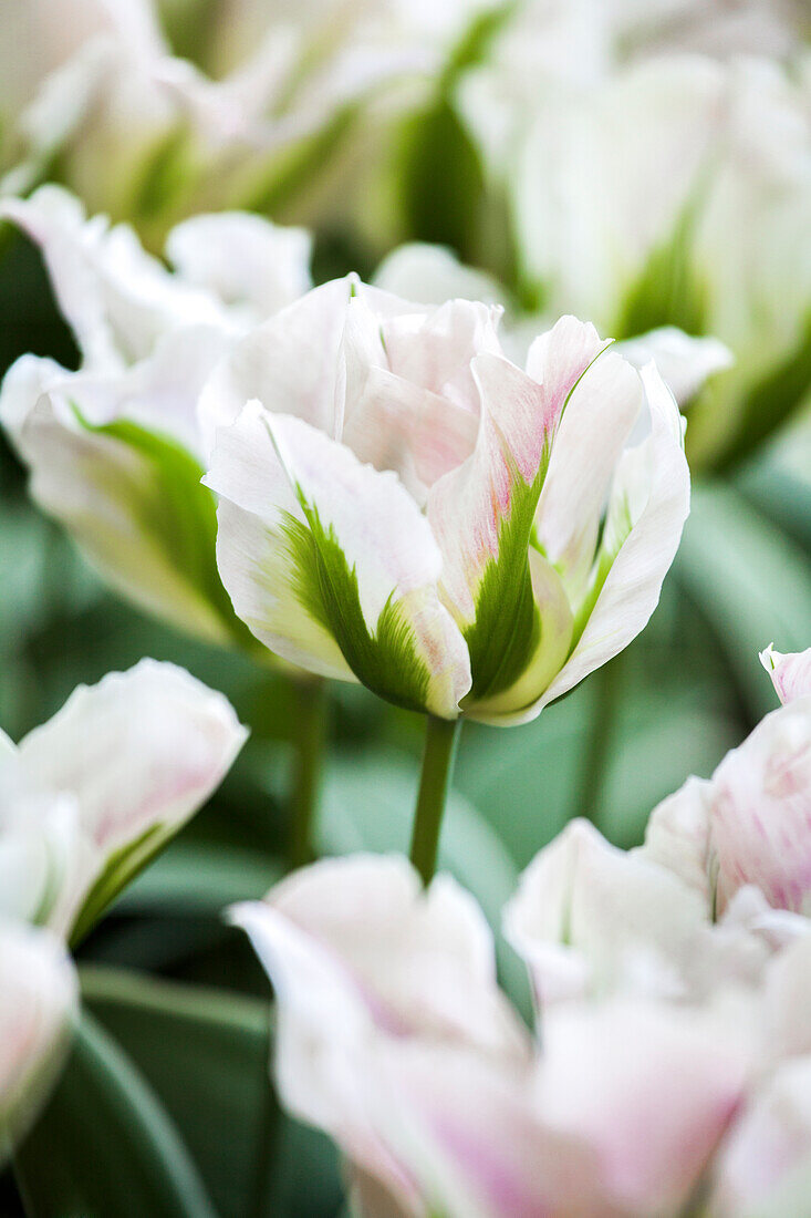 Tulipa 'Green River'