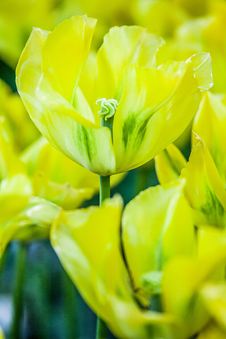 Tulipa viridiflora 'Yellow Springgreen'