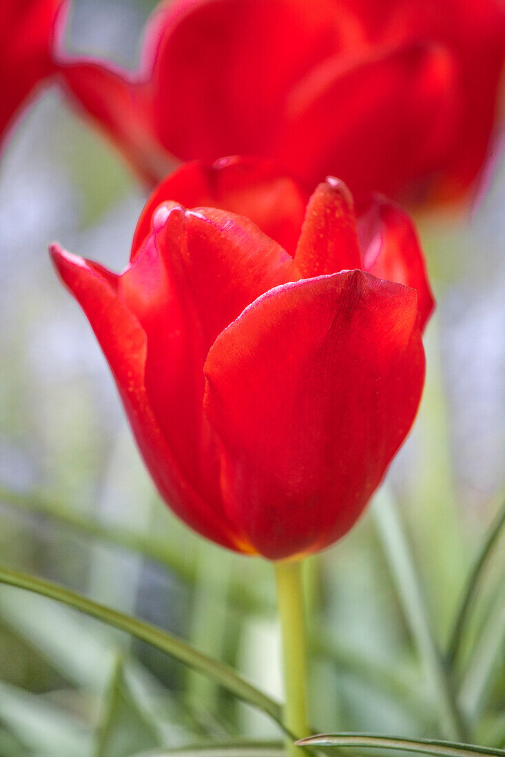 Tulipa 'Oscar'