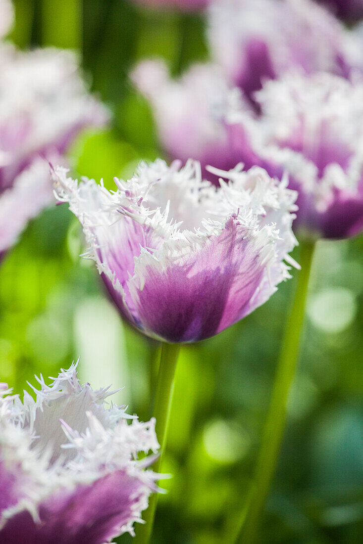 Tulipa 'Cummins'