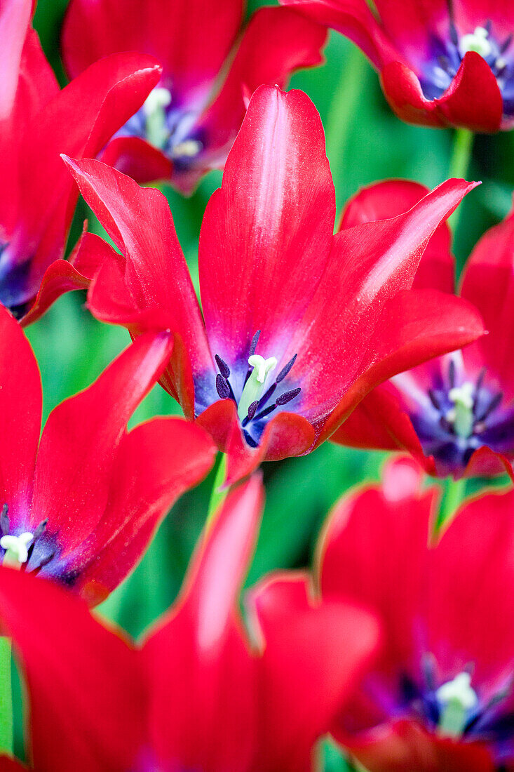 Tulipa Red Shine