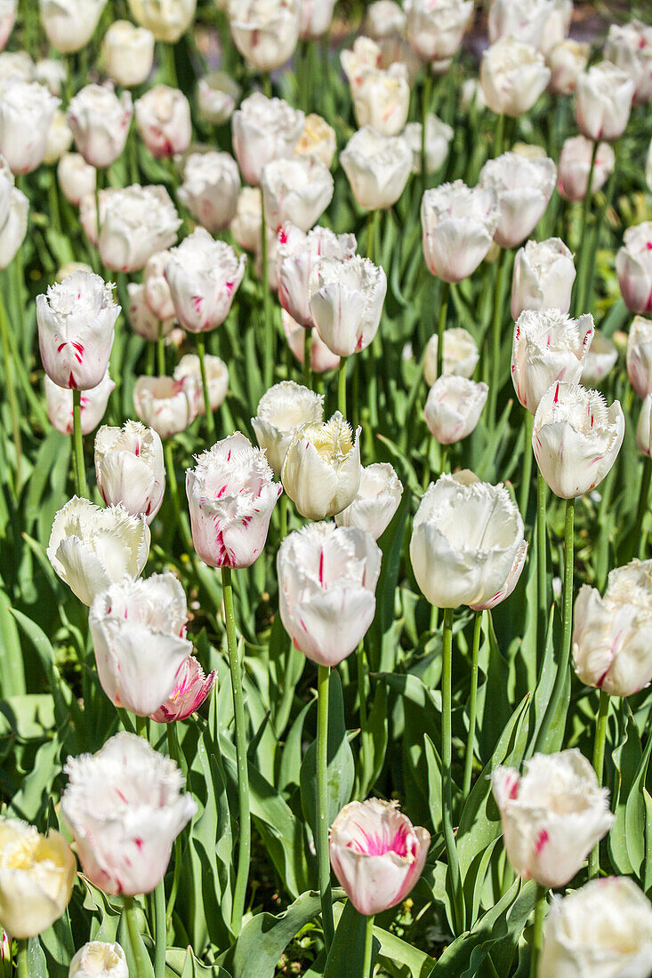 Tulipa crispa