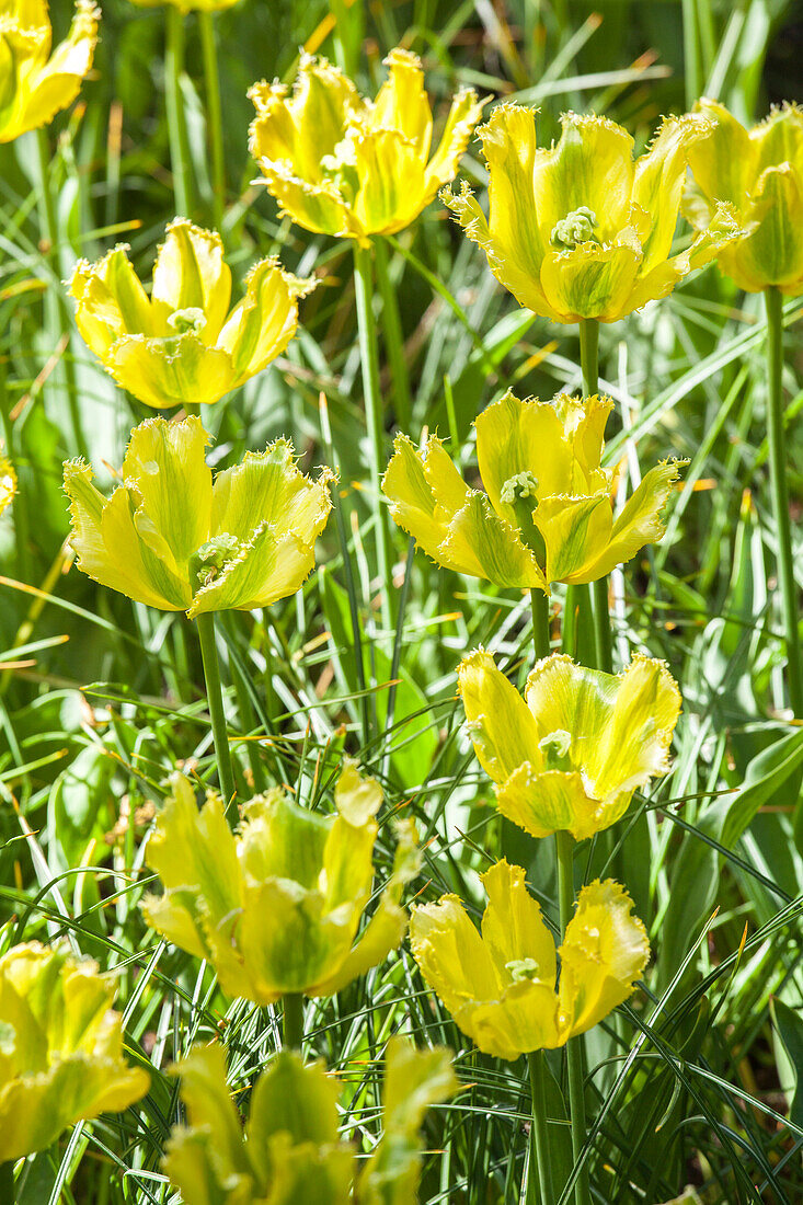 Tulipa 'Green Jay'