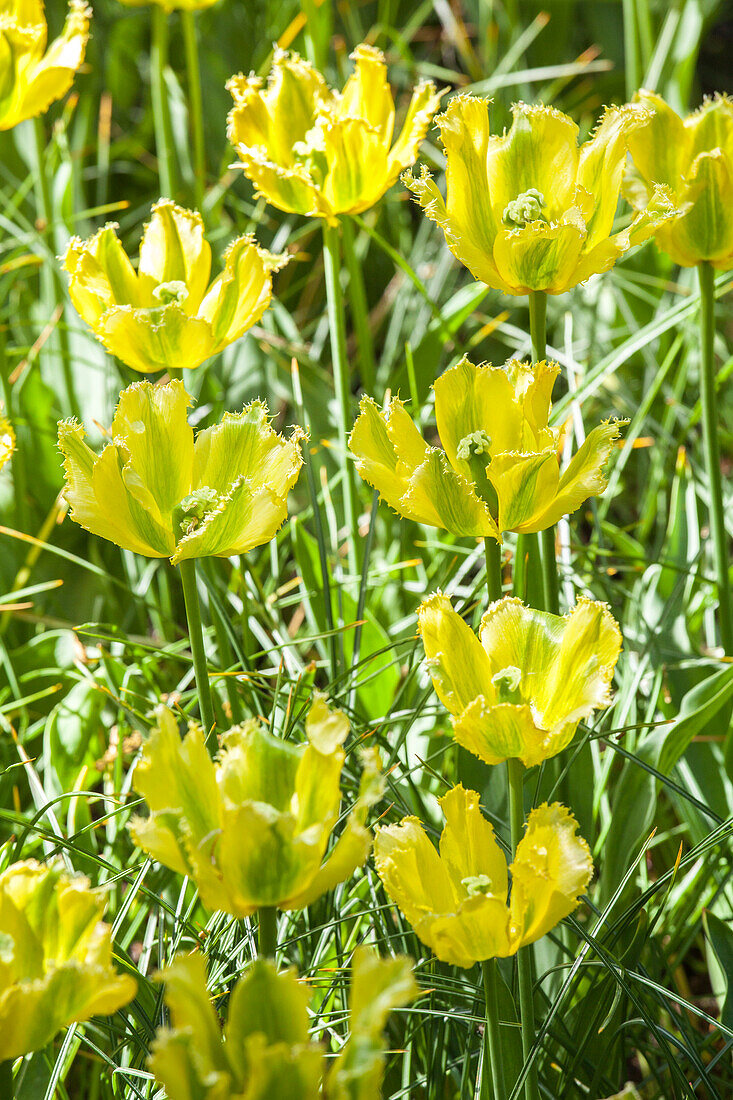 Tulipa 'Green Jay