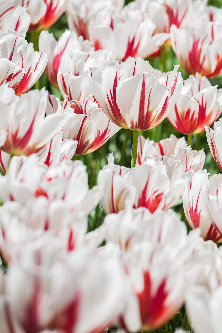 Tulipa 'Happy Generation'