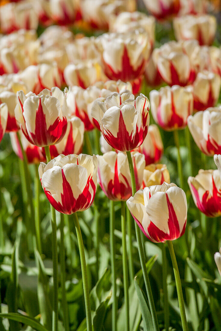 Tulipa 'World Expression'