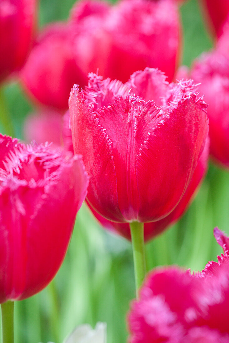 Tulipa 'Burgundy Lace'