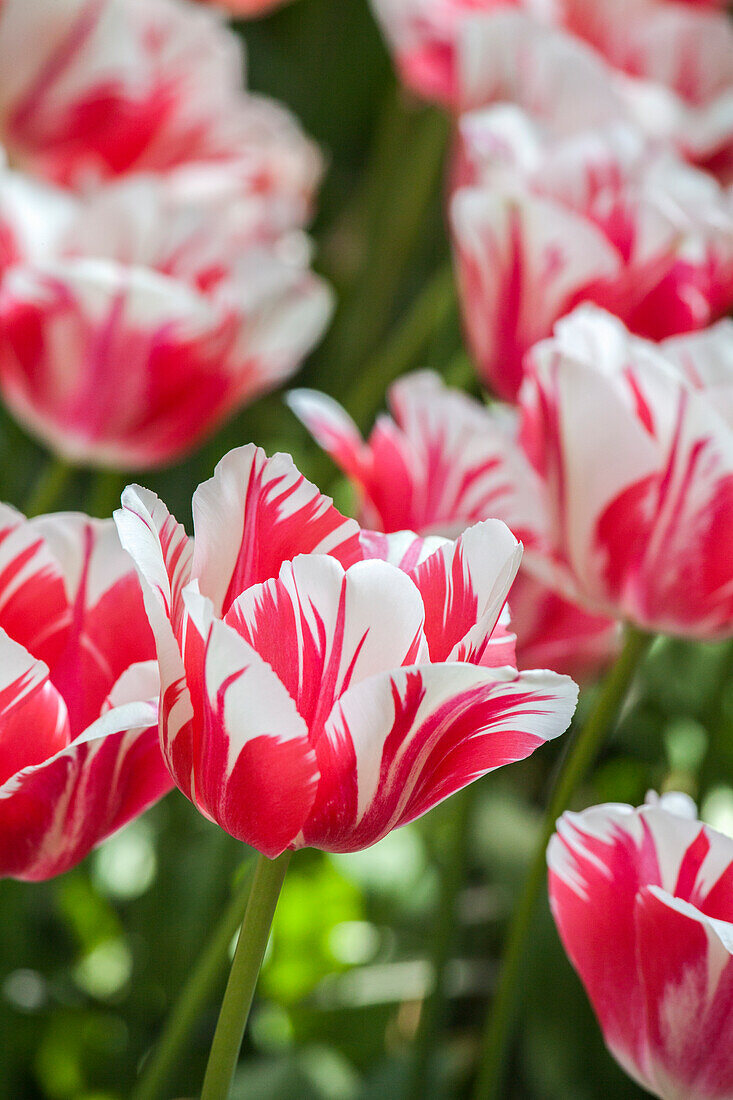 Tulipa 'Sorbet'