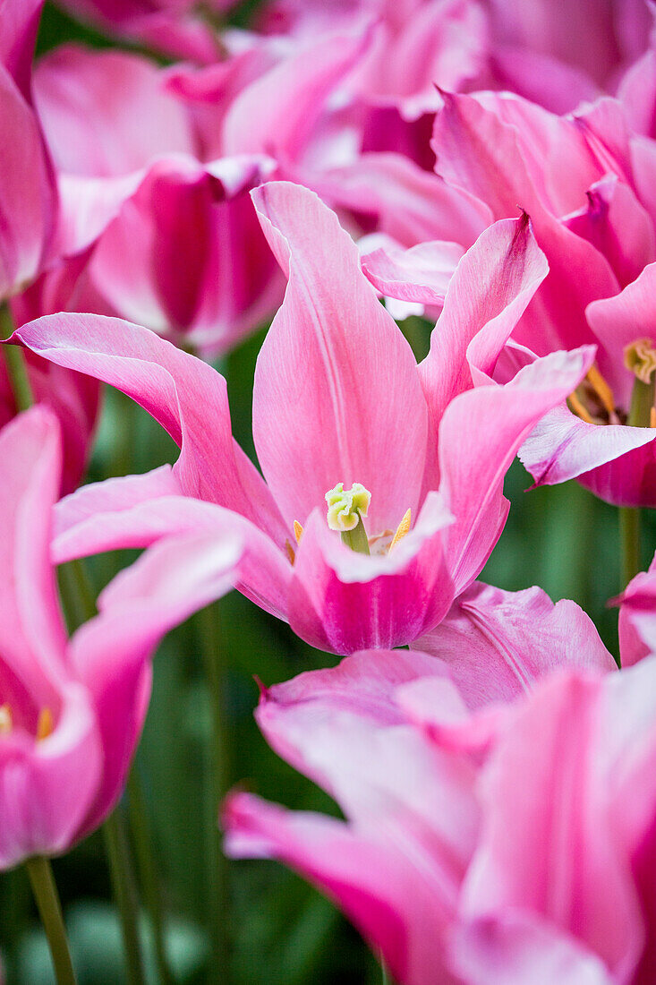 Tulipa 'Mariette'