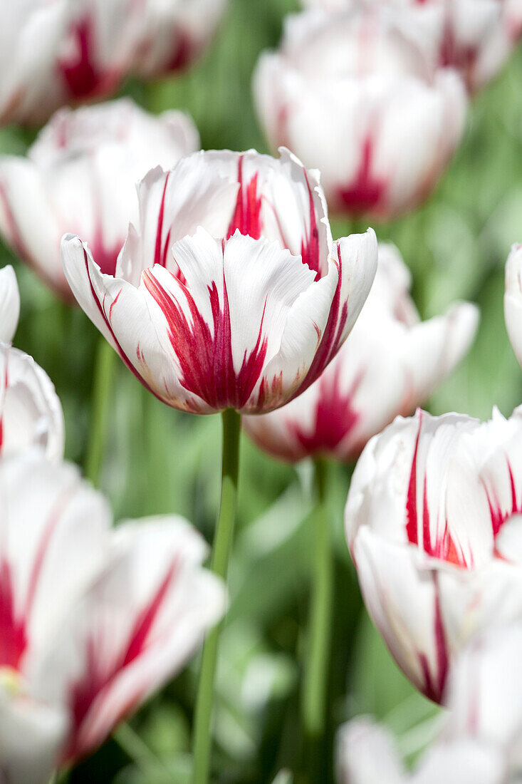 Tulipa 'Happy Generation'