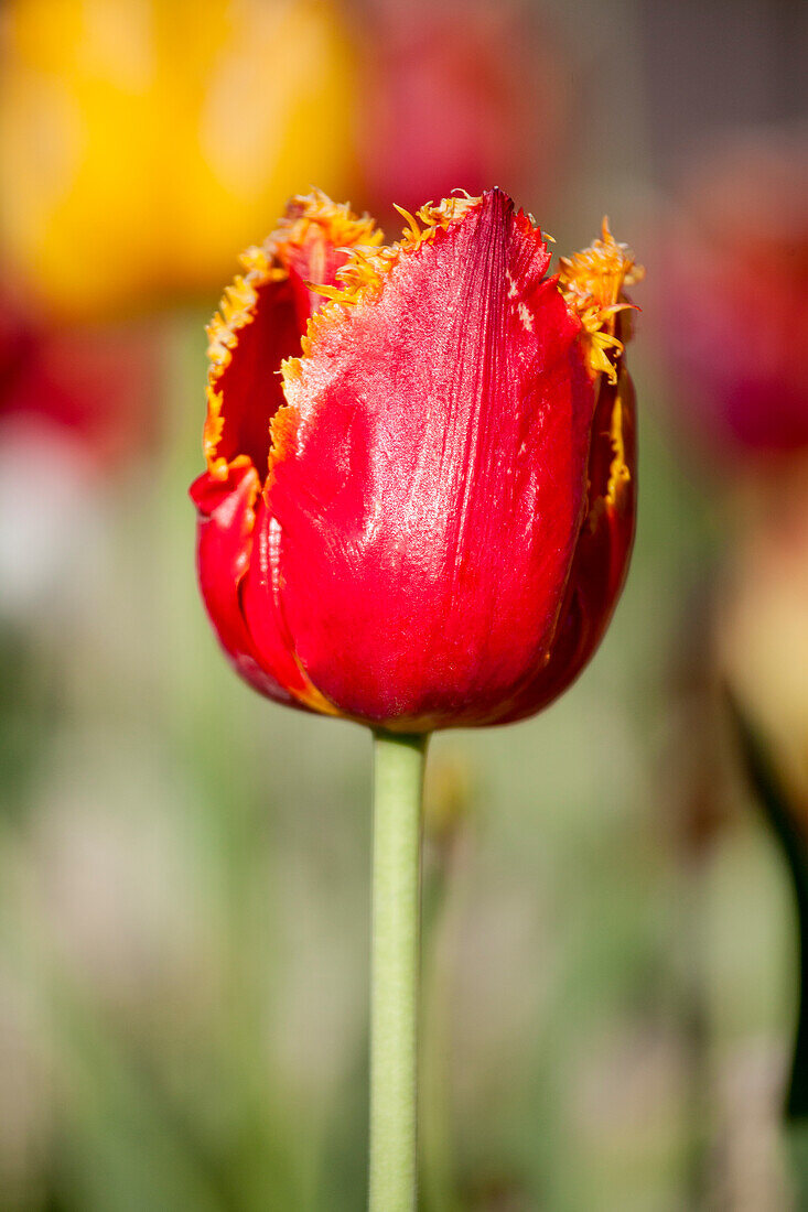 Tulipa crispa