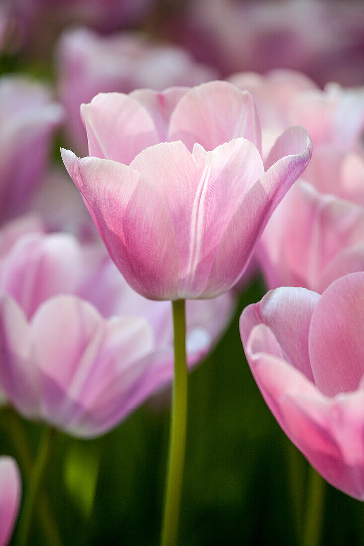 Tulipa, pink