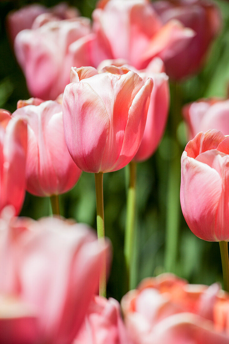 Tulipa, pink