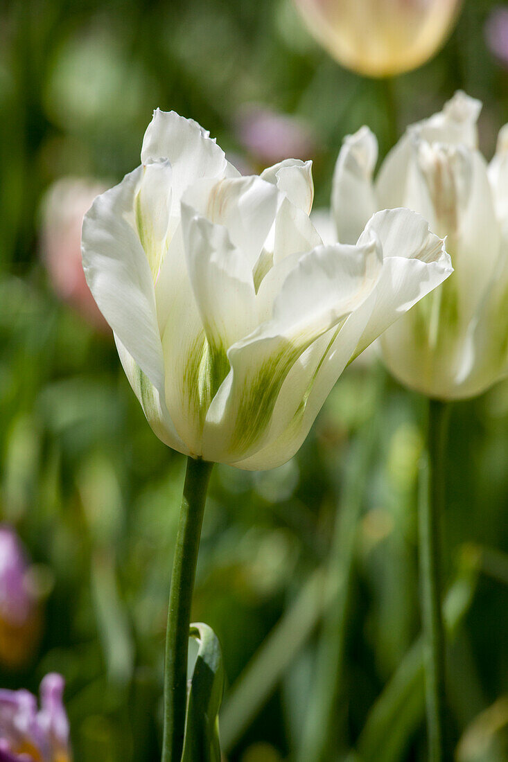 Tulipa viridiflora Spring Green