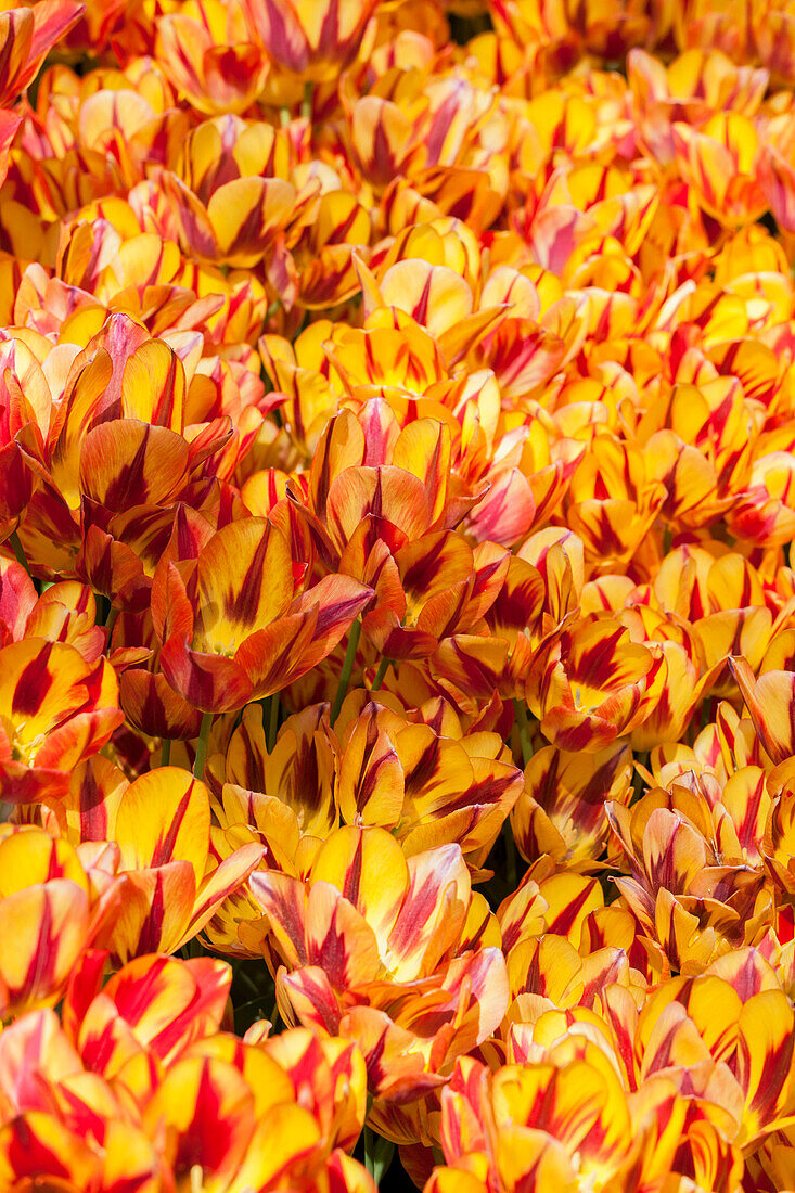 Tulipa, yellow-red