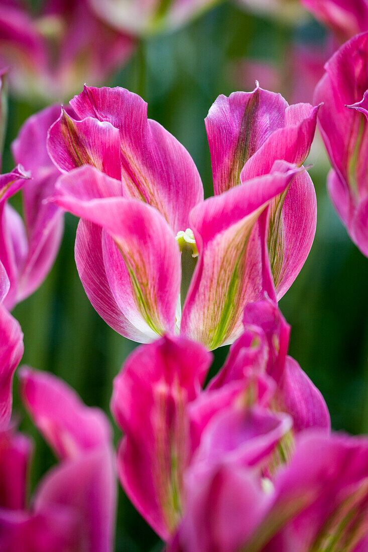 Tulipa viridiflora Nightrider
