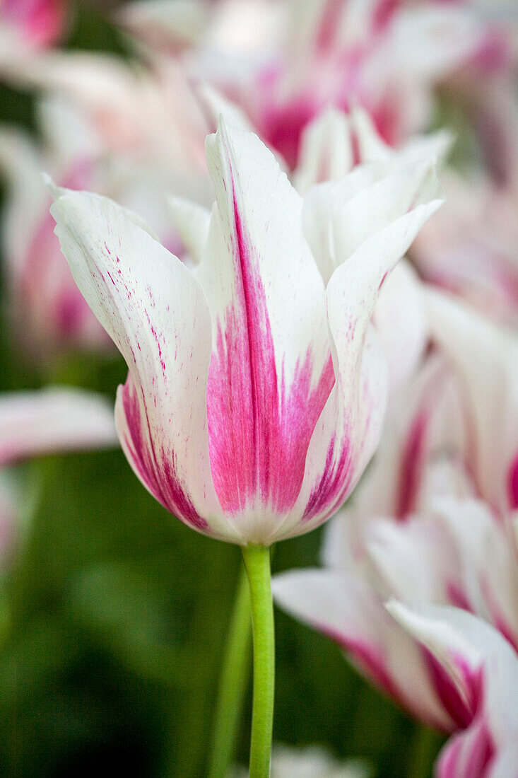 Tulipa Marilyn