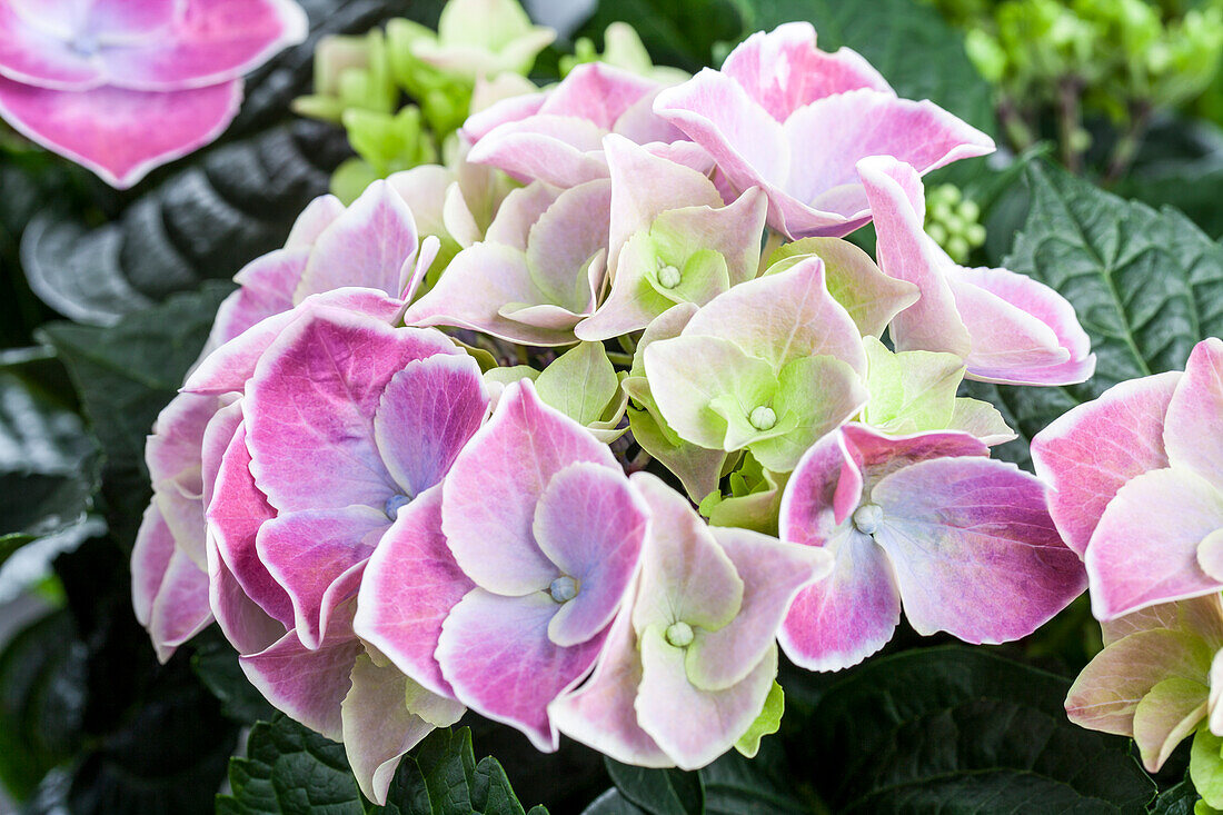 Hydrangea macrophylla