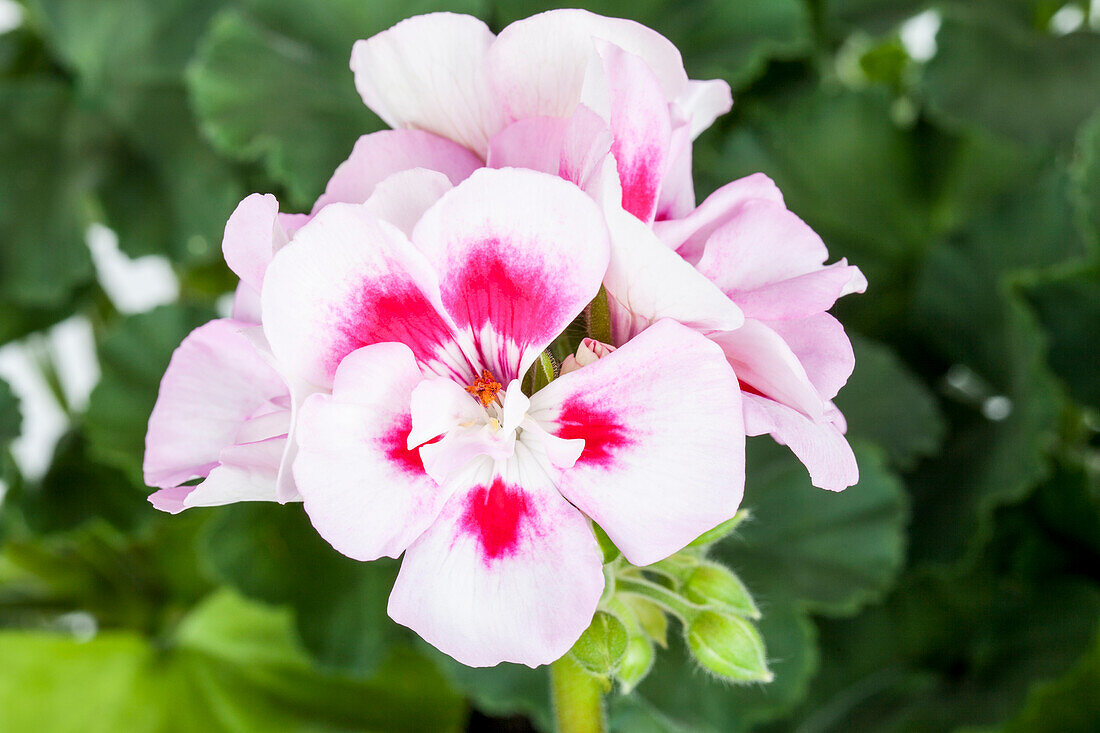 Pelargonium zonale