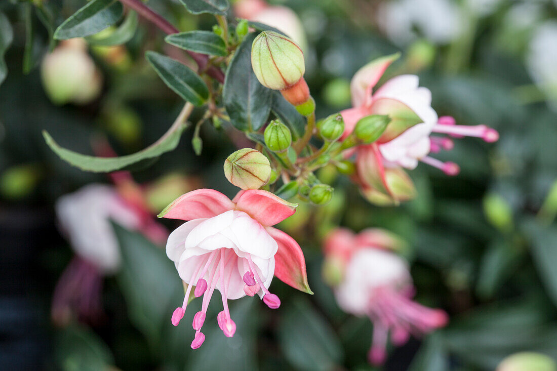 Fuchsia 'Patio Princess'