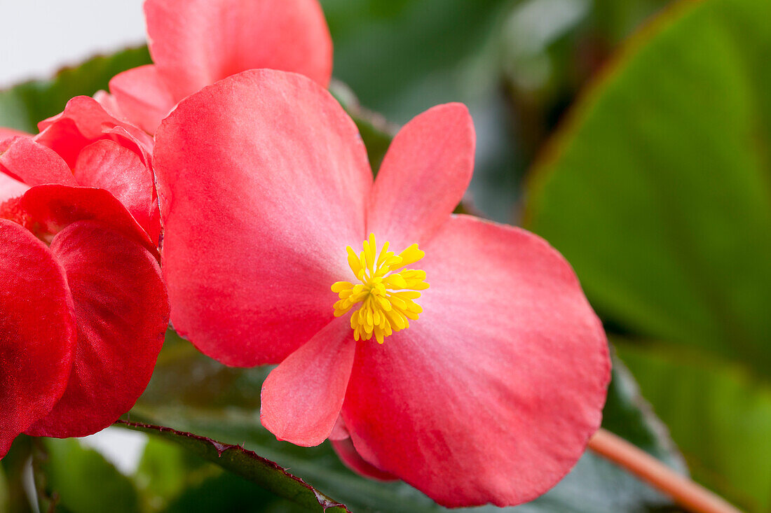 Begonia semperflorens, red