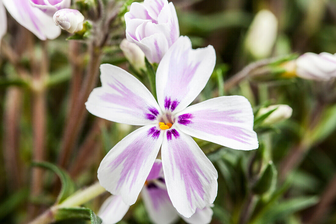 Phlox subulata