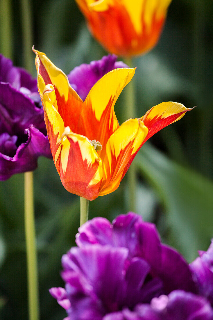 Tulipa Fire Wings