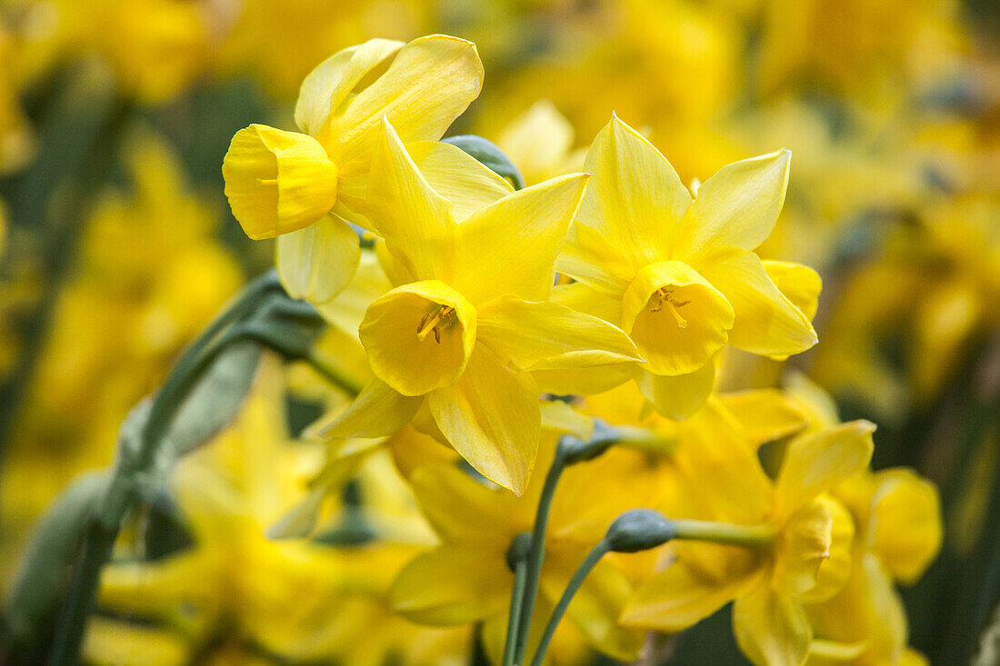 Narcissus 'Sunlight Sensation'