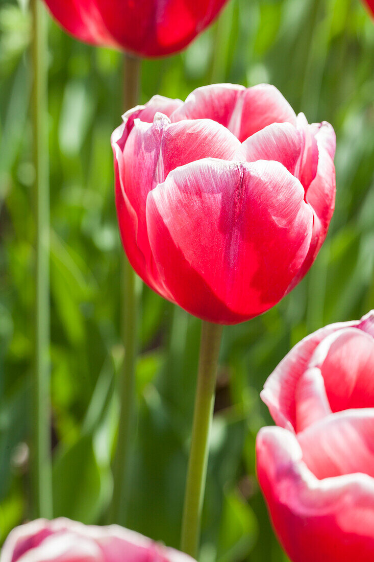 Tulipa, red