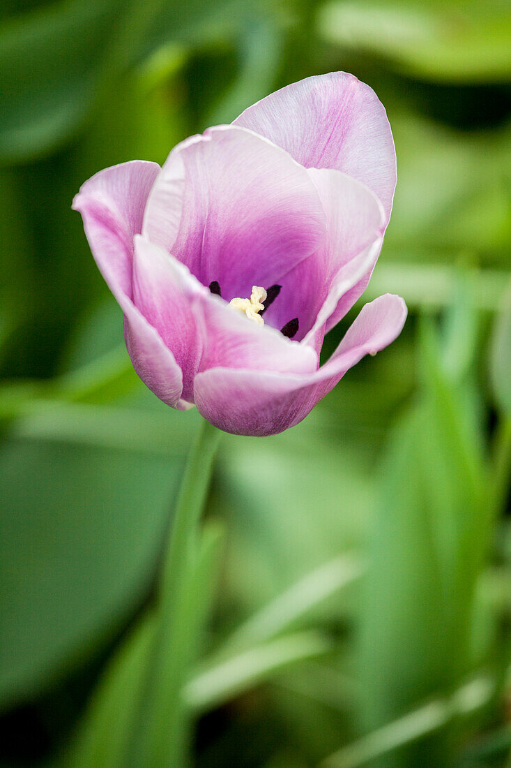 Tulipa, violet